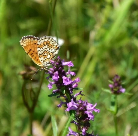 Melitaea phoebe - nagy tarkalepke