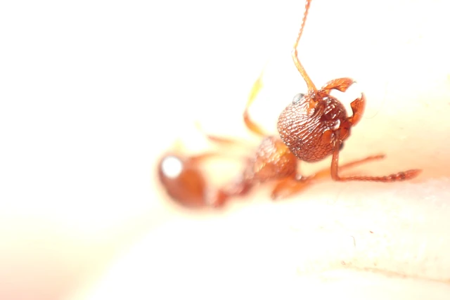 Myrmica sabuleti - gyakori bütyköshangya