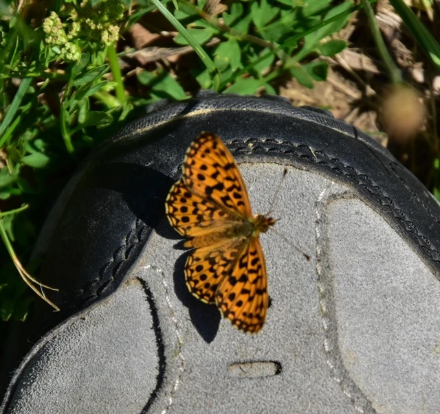 Boloria dia - kis gyöngyházlepke