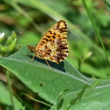 Boloria dia - kis gyöngyházlepke