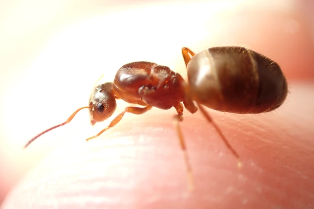 Lasius emarginatus - vöröstorú feketehangya