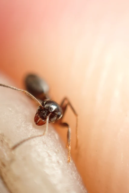 Lasius niger - közönséges feketehangya