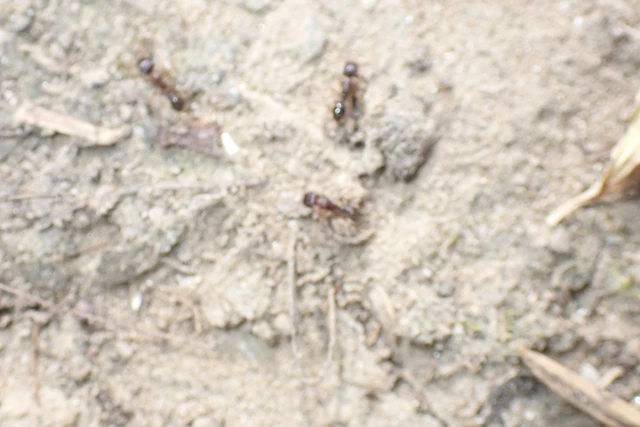 Tetramorium