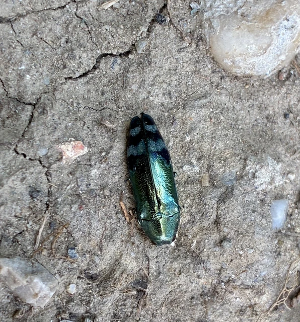 Coraebus fasciatus - szalagos díszbogár Coraebus fasciatus - szalagos díszbogár