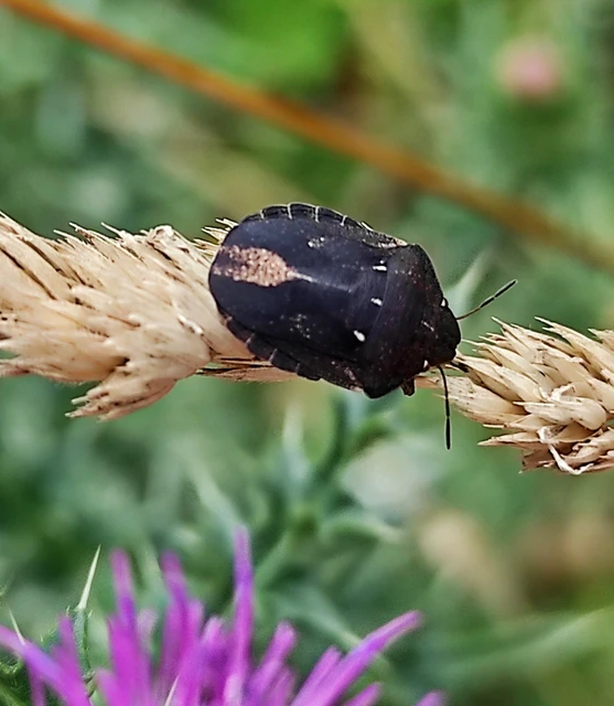 Eurygaster testudinaria - teknőspoloska Eurygaster testudinaria - teknőspoloska