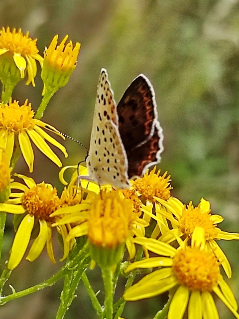 Lycaena tityrus - barna tűzlepke