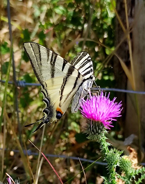 Iphiclides podalirius - kardoslepke