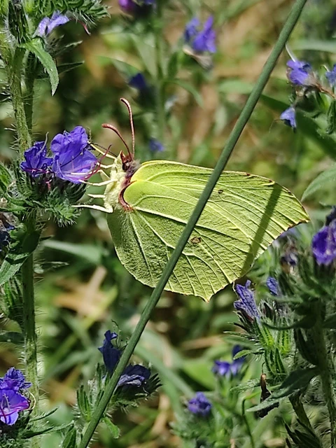 Gonepteryx rhamni - citromlepke