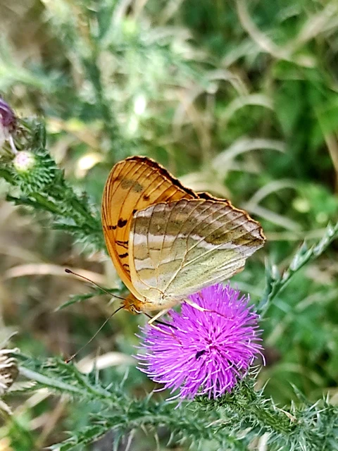 Argynnis paphia - nagy gyöngyházlepke