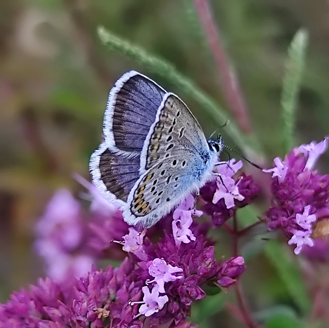 Plebejus argus - ezüstös boglárka