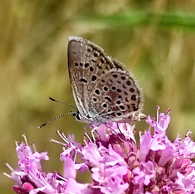 Plebejus argus - ezüstös boglárka