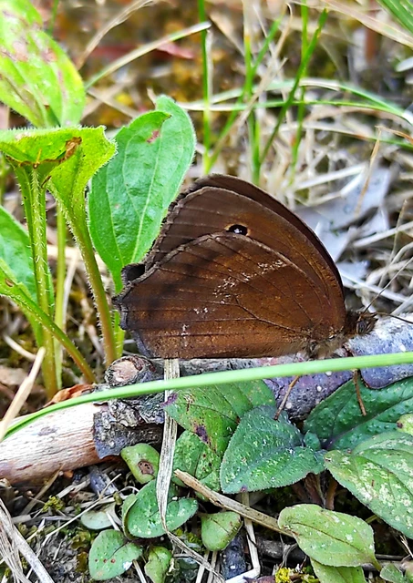 Minois dryas - fekete szemeslepke