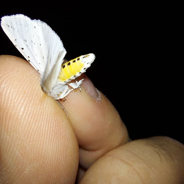 Spilosoma lubricipedum - tejszínű medvelepke