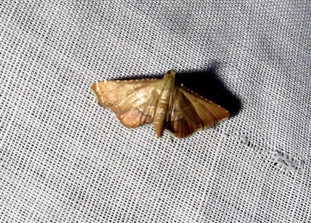 Endotricha flammealis - tüzesszárnyú fényilonca
