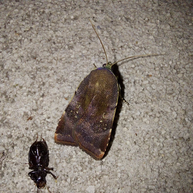Noctua janthe/janthina