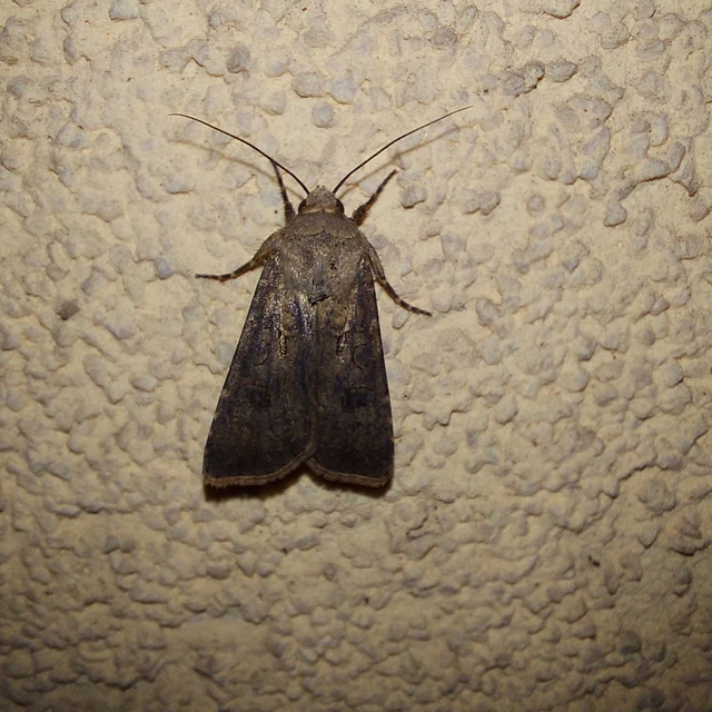 Agrotis segetum - vetési földibagoly
