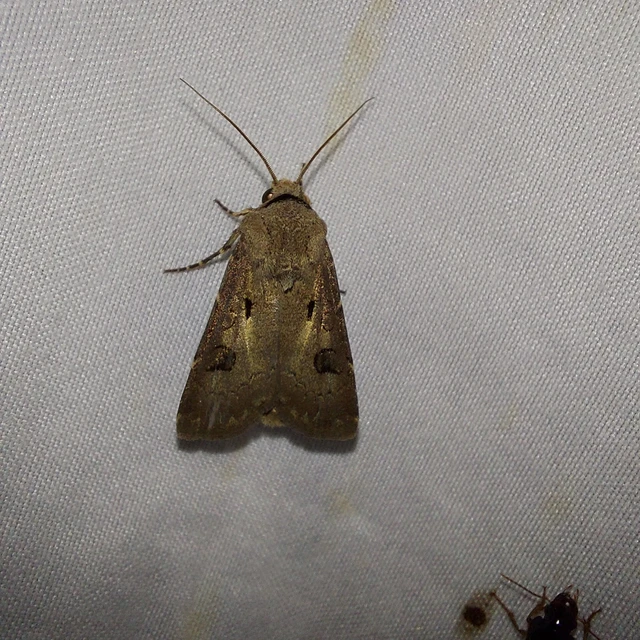 Agrotis exclamationis - felkiáltójeles földibagoly