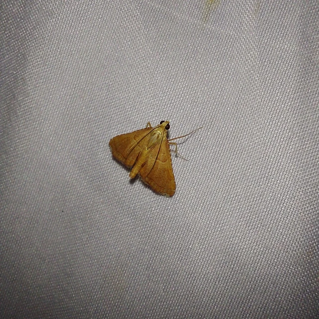 Endotricha flammealis - tüzesszárnyú fényilonca
