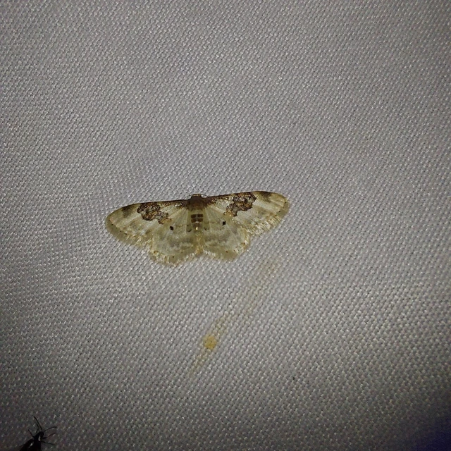 Idaea rusticata - tarka apróaraszoló