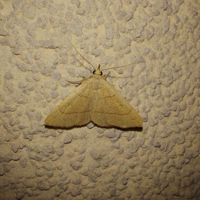 Paracolax tristalis - sárgás karcsúbagoly