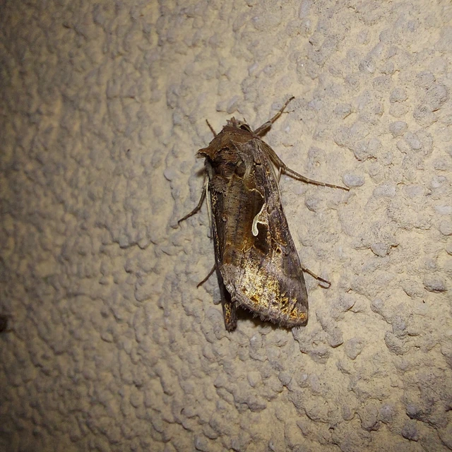 Autographa gamma - gammalepke
