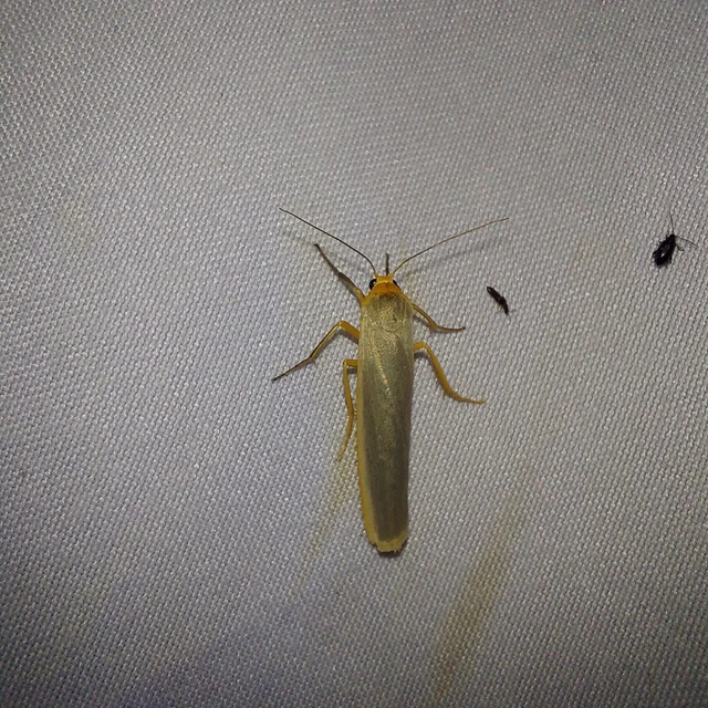 Eilema complana - közönséges zuzmószövő