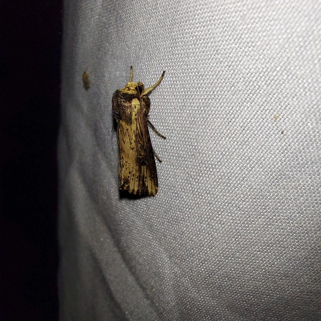 Axylia putris - vonalkás földibagoly