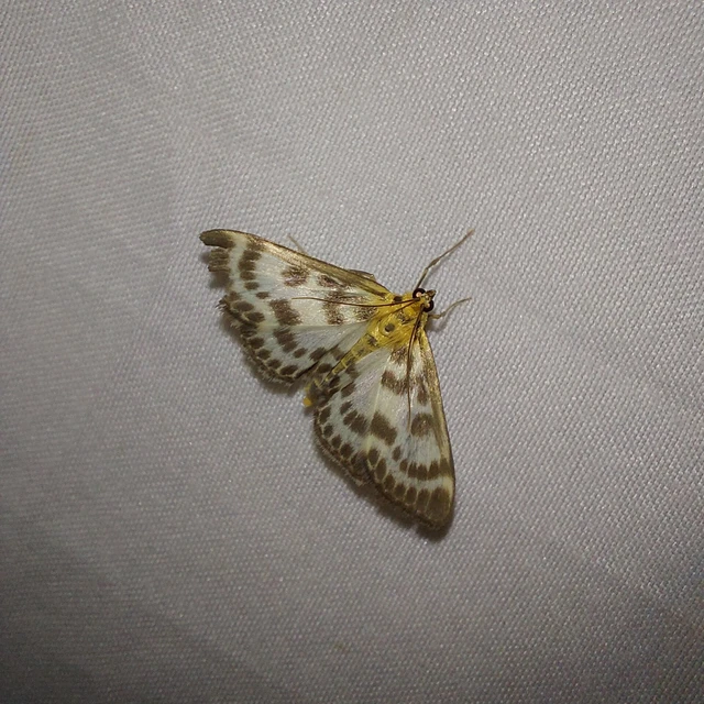 Anania hortulata - tarka csalánmoly