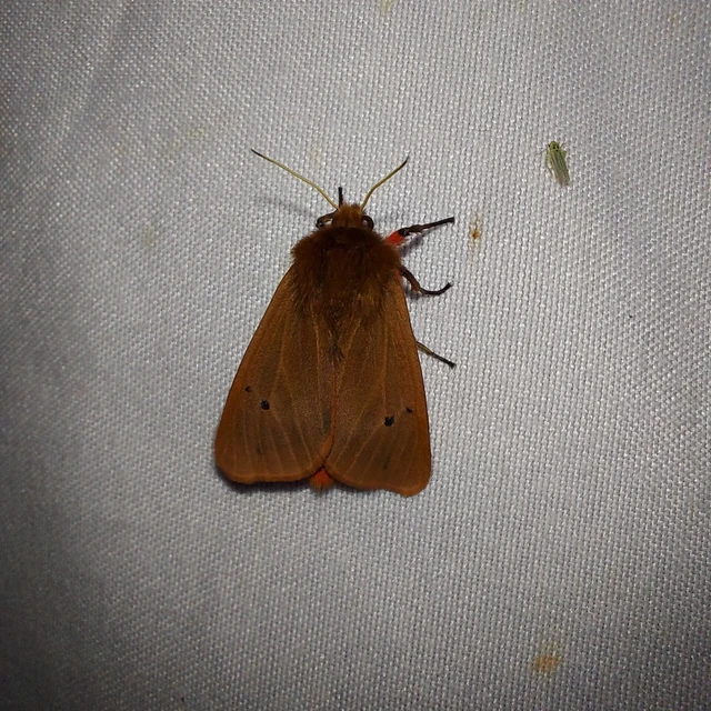 Phragmatobia fuliginosa - füstös medvelepke