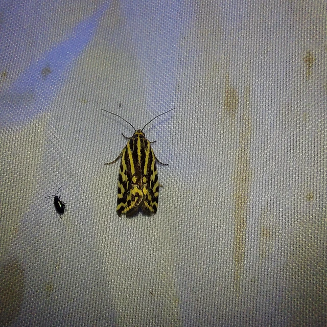 Emmelia trabealis - zebrabagoly