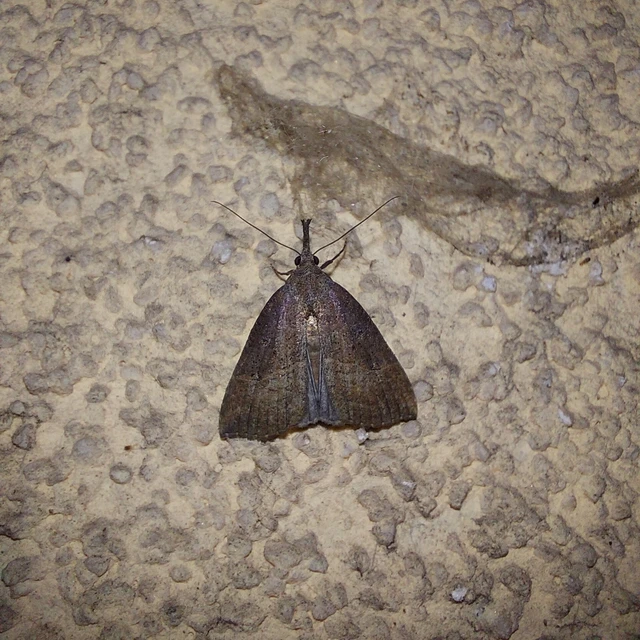 Hypena rostralis - közönséges karcsúbagoly