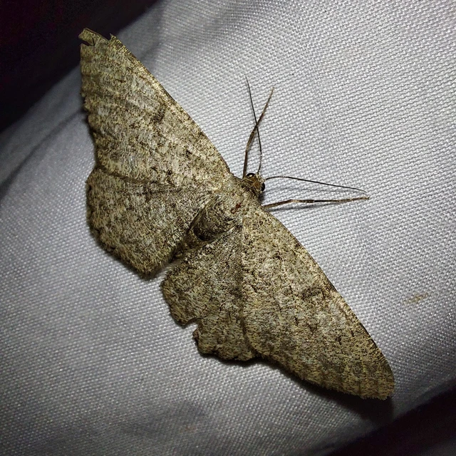 Hypomecis punctinalis - pettyes faaraszoló