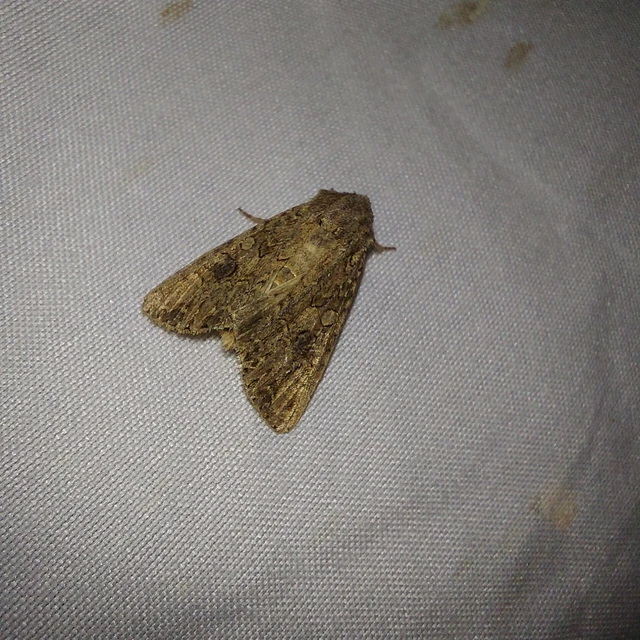 Hadula trifolii - lóherebagoly