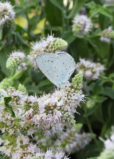 Celastrina argiolus - bengeboglárka