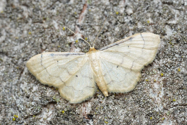 Idaea politaria - vonalas apróaraszoló