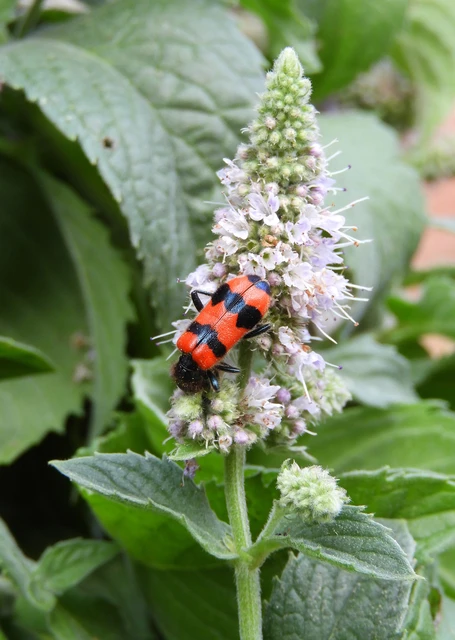 Trichodes apiarius - szalagos méhészbogár