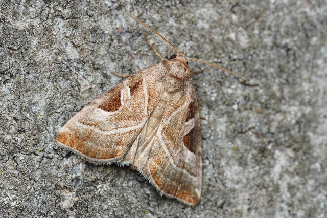 Eucarta virgo - mocsári ametisztbagoly