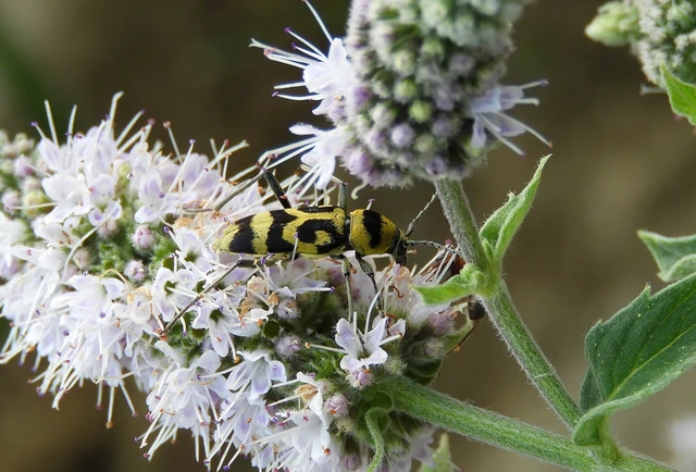 Chlorophorus varius - díszes darázscincér Chlorophorus varius - díszes darázscincér
