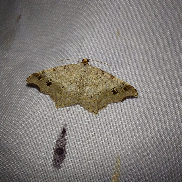 Macaria alternata - közönséges szürkearaszoló