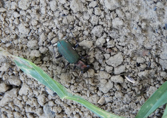 Cylindera germanica - parlagi homokfutrinka