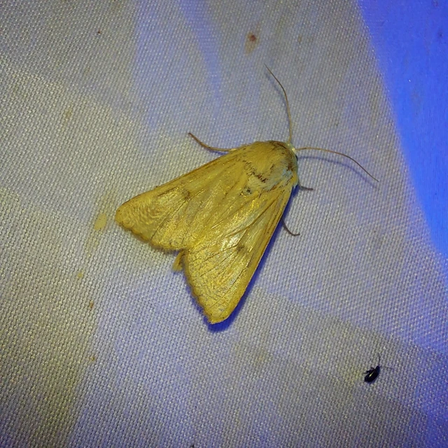 Helicoverpa armigera - kukorica-veteménybagoly