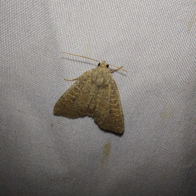 Parastichtis suspecta - sötét erdeibagoly