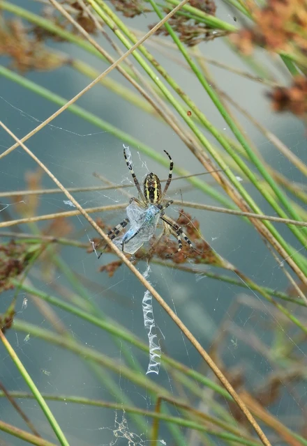 Araneae - Pókok
