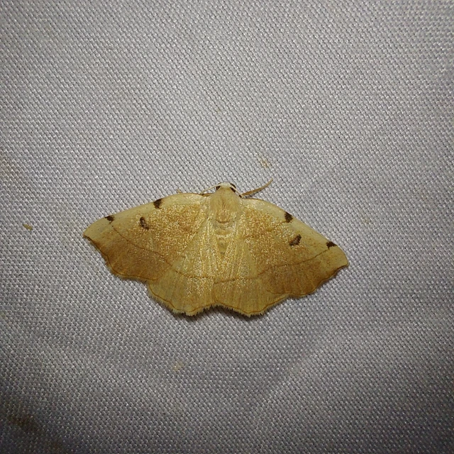 Eilicrinia trinotata - háromjegyű araszoló