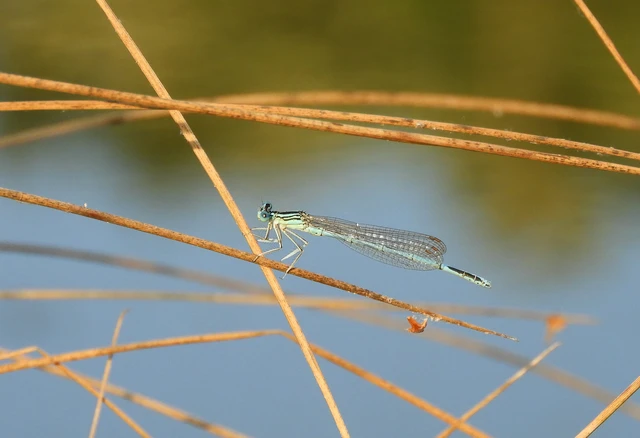 Platycnemis pennipes - széleslábú szitakötő