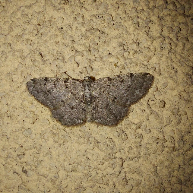 Aethalura punctulata - szürke égeraraszoló
