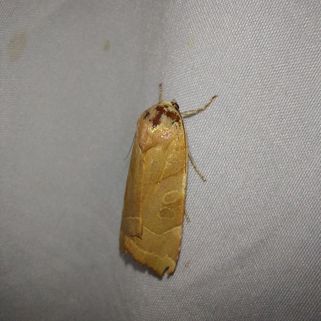 Noctua fimbriata - szélessávú sárgafűbagoly