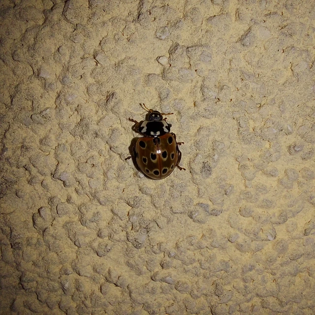 Anatis ocellata - szemfoltos katica