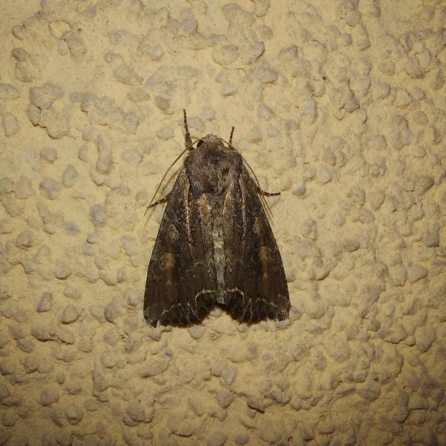 Lacanobia oleracea - saláta-kertibagoly