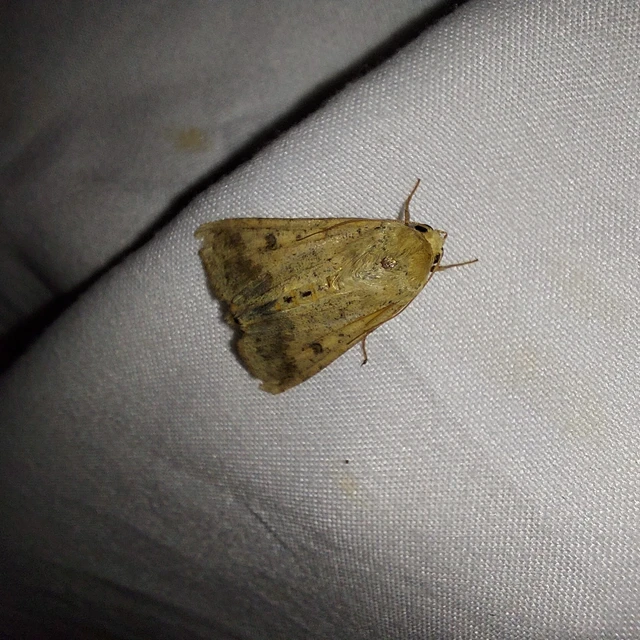 Helicoverpa armigera - kukorica-veteménybagoly